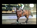 Allens Cash SI 117 ( Shazoom SI 102-Allens Cashmere ( TB ) Por Allens Prospect ( TB )