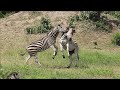 Zebra Battle at The Waterhole