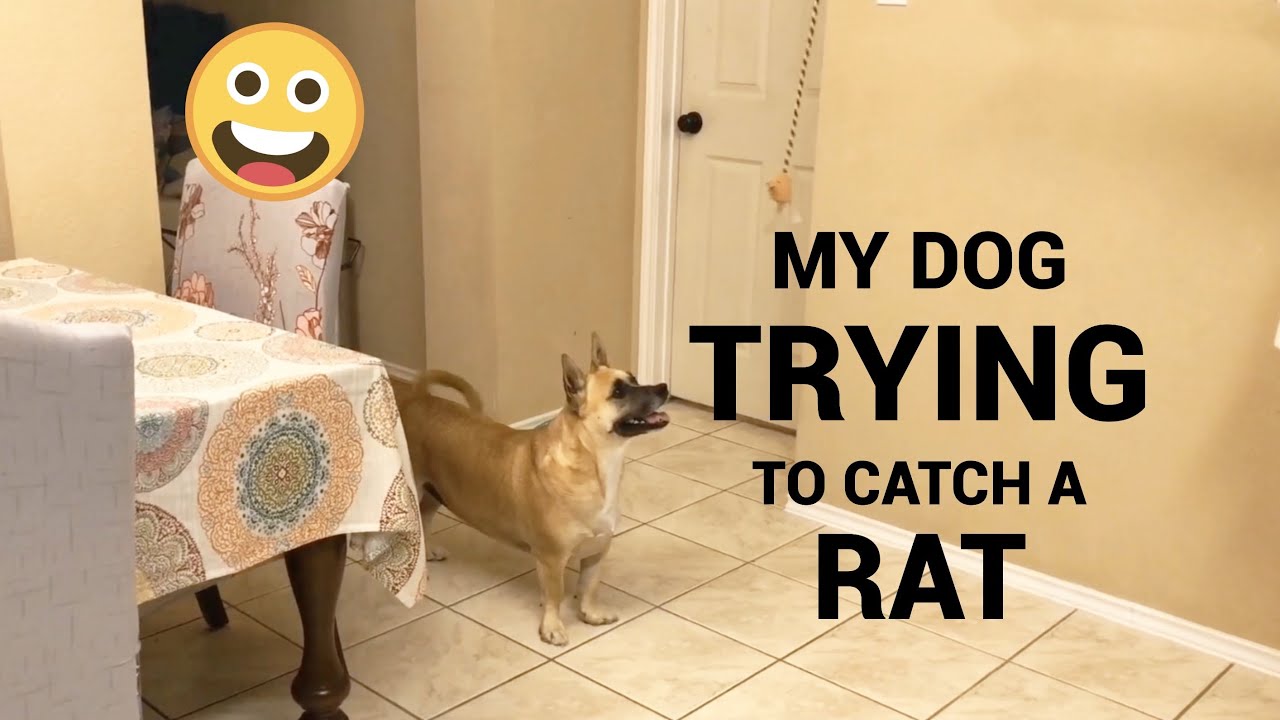 My Dogs Trying his best To Catch The Toy Rat *VeryFunny* 😁 YouTube