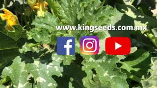 King Seeds, ¿quienes somos? ¿qué hacemos?