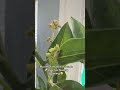My fantastic avocado’s flowers are opening ☺️