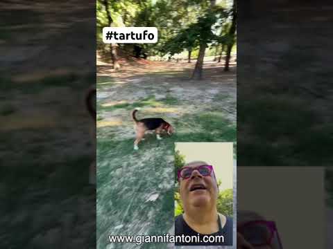 www.giannifantoni.com