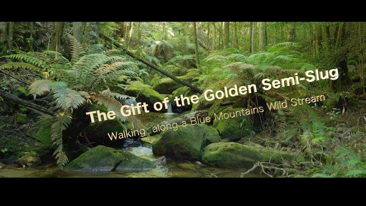 The Gift of the Golden Semi Slug
