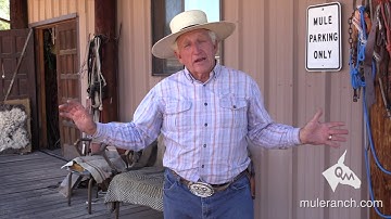 Trailer Loading - How to Successfully Load Your Mule or Donkey