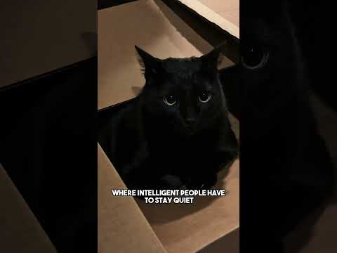 I miss 2016😑 #relatable #2016 #funny #blackcat #catsofyoutube #shorts