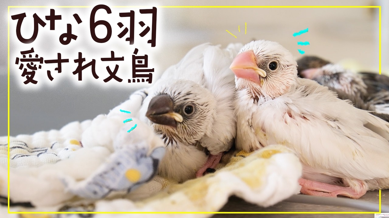 【赤ちゃん文鳥の日常１】成長する楽しそうなヒナ６羽が可愛い【文鳥12羽】　【鳥 VLOG】Bird chirping【放鳥タイム】