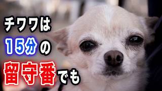 チワワの15分は1時間。お留守番後の「狂った喜び」に隠された本音
