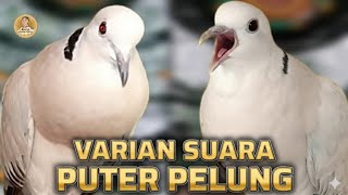 VARIAN SUARA PUTER PELUNG GACOR UNTUK PANCINGAN SANGAT AMPUH ‼️ #puterpelung 