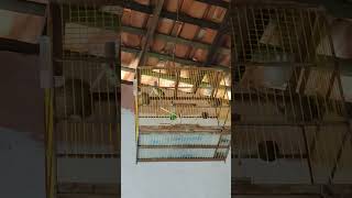 Sibite, Rosadinha, Cabasica Só No Belga