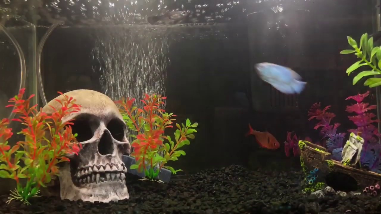 My 10 Gallon Fish Tank Set Up!! YouTube