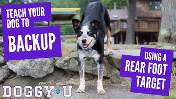 Teach Your Dog to Backup using a Rear Foot Target
