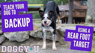 Teach Your Dog to Backup using a Rear Foot Target