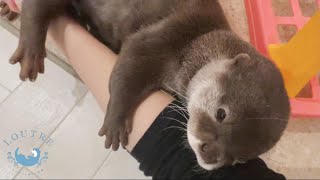 結局カワウソの甘えてる姿が最強説！（親バカ目線）　It's  the cutest that otters are very attectionale!!