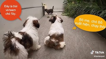 Idol Dúi - Nguyễn Văn Dúi - Dúi Và Những Cuộc Chiến Không Hồi Kết