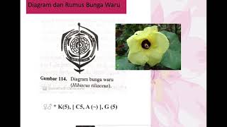 Flower diagram and formula (Root and Flower Morphology Lab)
