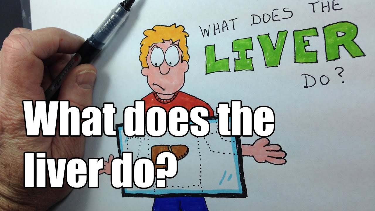 What does the liver do? v2 