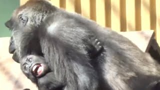 Gorilla⭐️Baby Kintaro screamed as his old brother grabbed his leg and dragged him.【Momotaro family】