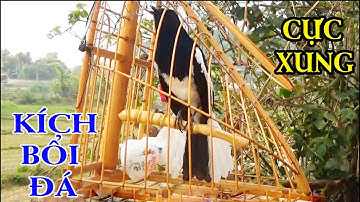 Chòe than mồi || HUÝT - CHẸP - CHẸP || RÍT - KHÈ || KÍCH CHIM RỪNG VỀ ĐẤU || ÂM CHUẨN NHẤT.c268