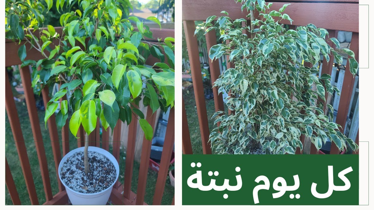 كل يوم نبتة الحلقة 52 فيكس بنجامينا  One plant a day - Ficus Benjamina