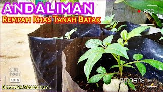 Download Lagu Andaliman Merica Batak Tuba 2020 (bumbu rempah khas endemi tanah Batak Indonesia) tanaman mahal MP3