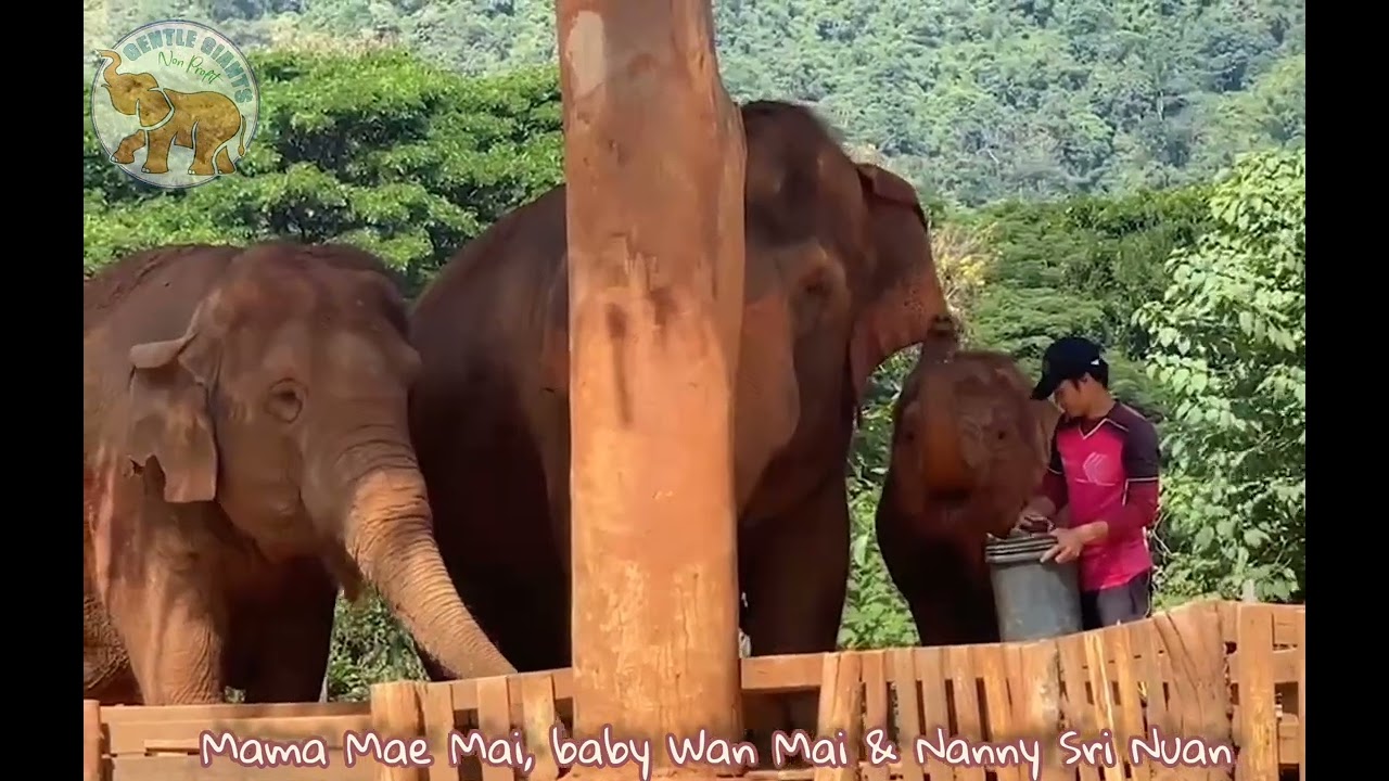 What is an Elephant Allomother? 🐘