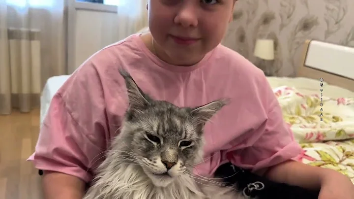 Video 10091941: mains coon cat mainecoon, mainecoon cats cute catlover, mainecoon catlover animals, cutest maine coon cat, mainecoon cat cute love