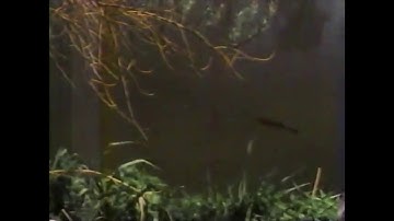 DB2020 - Alpha Flight outro video - Day 6: Desert Bus Whos Who - Salmon