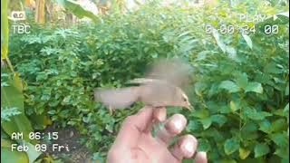 kerak basi alis hitam betina by plontang semarang