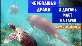 Дюгонь идет на Таран и Черепашья драка. 14.10-28.10.2020