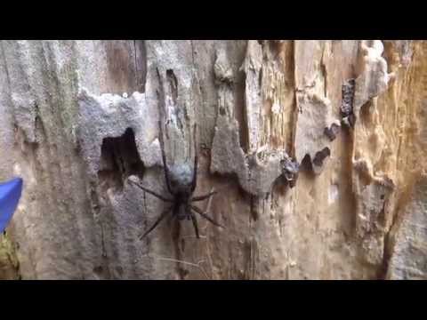 Spotted Wolf Spider Pardosa Amentata 2015 06 20