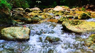 The soothing sound of river water with birds - the calming sound of birds chirping