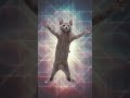 Meow cat