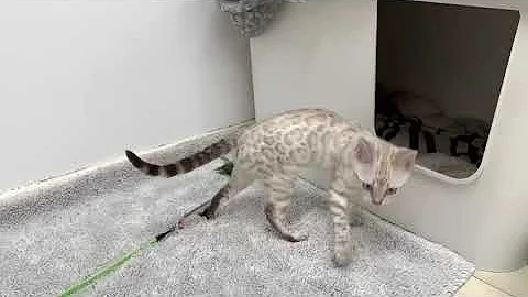 Watch the video about Silver Snow Lynx Bengal Cat | Bengalheritage Cats