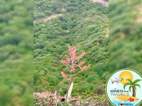 جبل اتين صلالة منطقة النبي أيوب Mount Itin Salalah Nabi Ayoub Area