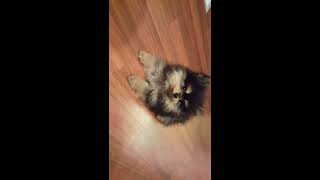 Померанский шпиц и его кличка / Pomeranian and his nickname Померанский шпиц и его кличка / Pomeranian and his nickname
