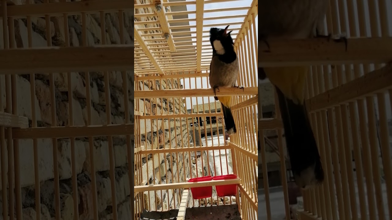 ندهات بلبل وحشي  لفتح البلابل