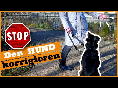 Video: Wie man schlechtes Verhalten bei Hunden korrigiert