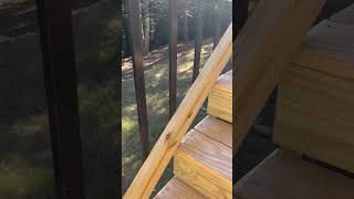 New deck staining #1
