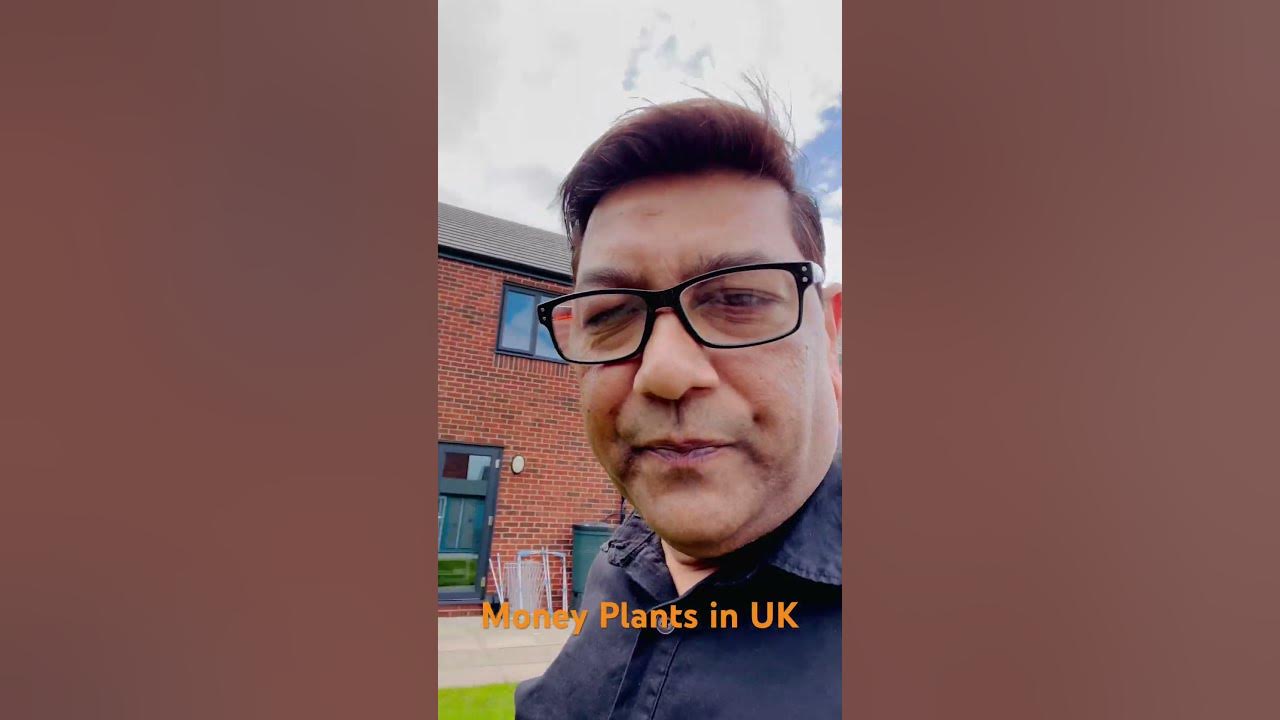 Grow money Plants In The UK Paise Ke Tree Earn Money In UK England grow-money-plants-in-the-uk-paise-ke-tree-earn-money-in-uk-england