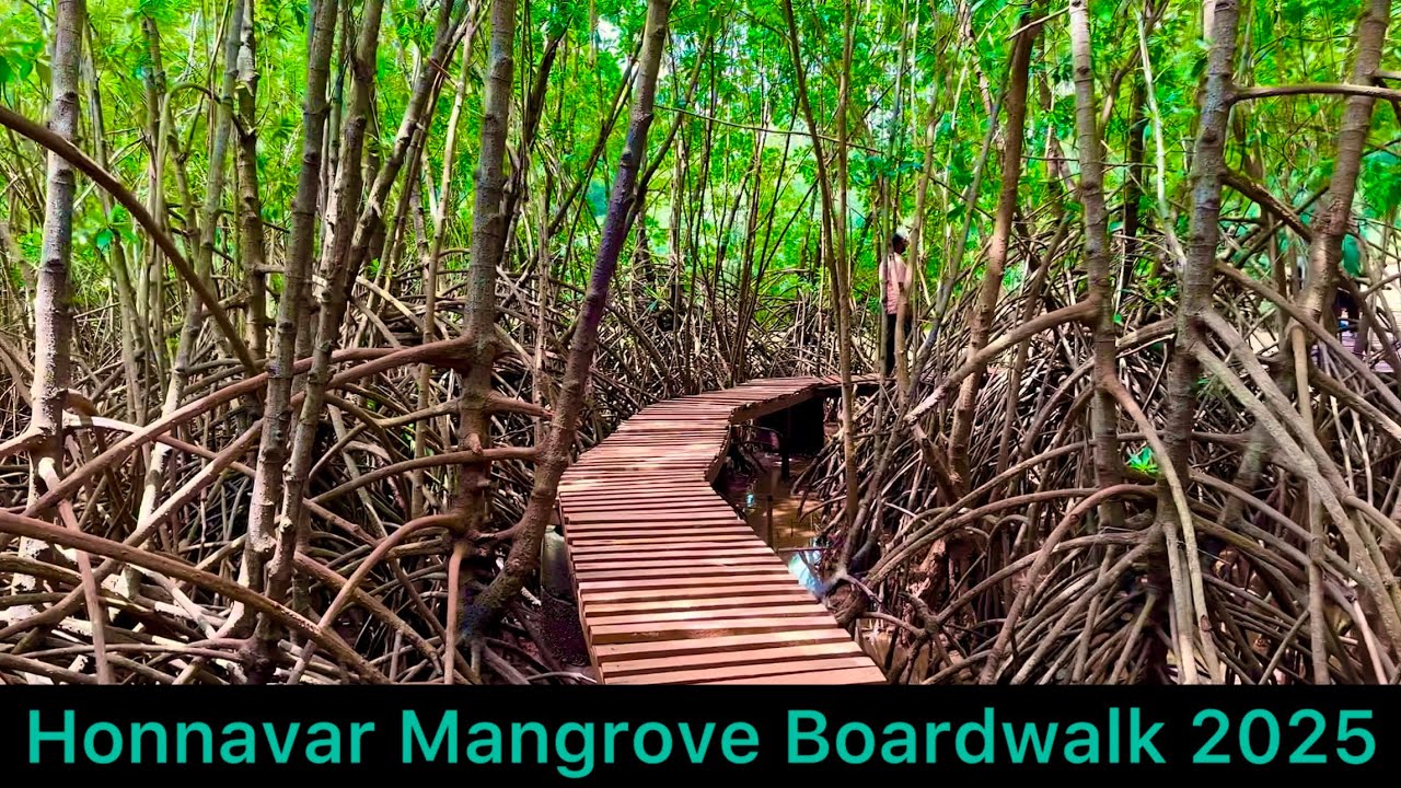 Honnavar Mangrove Boardwalk 2025 | Eco Park | Sharavathi Kandla Mangrove Boardwalk Karnataka
