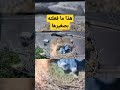 قامت برمي صغيرها من العش والسبب لن تصدق قامت برمي صغيرها من العش والسبب لن تصدق