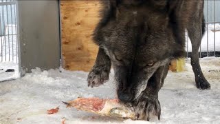 Волк ест рыбу горбушу, wolf eats salmon fish