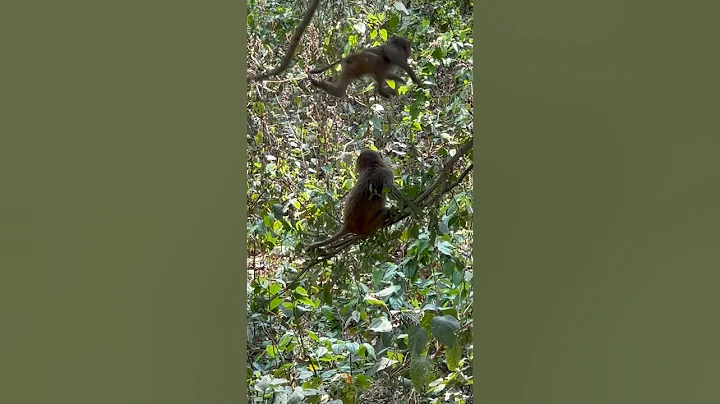 Funny videos for comedy monkey #funny #video #comedy #shorts #shortsviral ￼