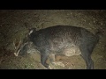 Big Sow Kill !! (12-30-18)