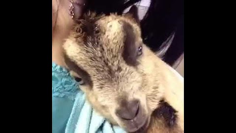La capra pazza! xD