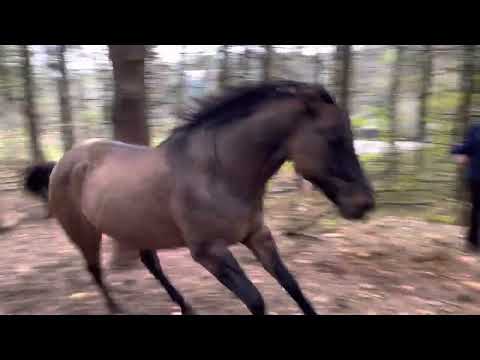 Horse hooves thundering