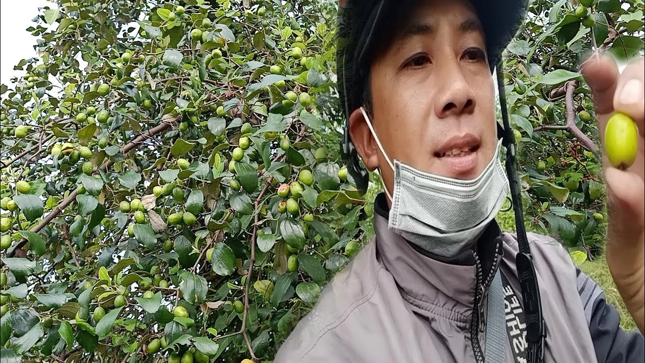 Vô tình phát hiện cây táo rừng say trái khi đi bẩy chào mào|Đinh Thanh ...