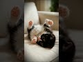 Watch This Cat Master The Art of Upside Down Relaxation!