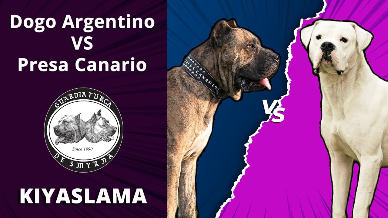 Dogo Argentino vs Presa Canario - Farklılıkları, Benzerlikleri, Üstünlükleri ve Zayıflıkları