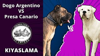 Dogo Argentino vs Presa Canario  Farklılıkları, Benzerlikleri, Üstünlükleri ve Zayıflıkları